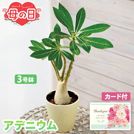 母の日 ギフト アデニウム 鉢植え 観葉植物 3号鉢 【メーカー直送】 送料無料 母の日ギフト かわいい 室内 おしゃれ 個性的 育てやすい 珍しい 鉢植 バンブーファイバー プレゼント 竹 長持ち カード付き お母さん 母親 感謝 贈り物 インテリア 60代 70代 義母 売れ筋