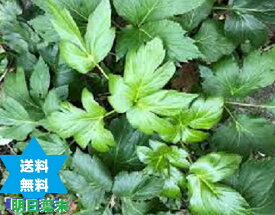 アシタバマツ 明日葉パウダー 3kg(1Kg3袋) 無添加100% 高圧蒸気滅菌 インドネシア(国内加工)茶葉　税送込 No.424