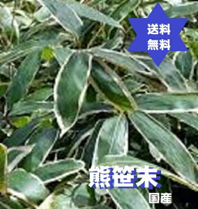 N}UTpE_[F500g1 Y(OgRY)100ECŋۏρEЕSEYENEeX̌NHi͑ĖFł. No.877