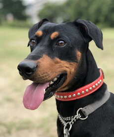 カラー 首輪 丸スタッズ 24mm幅 中型犬用 レザー 革 なめし革 本革 日本製 メール便対応 ブルドック 紀州犬 ビーグル シエルティ 秋田犬 シェパード ドーベルマン コリー など