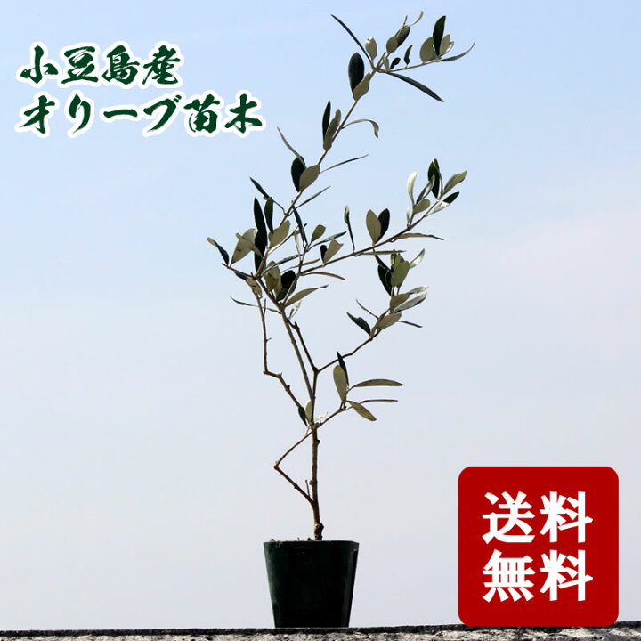 楽天市場 送料無料 小豆島産 オリーブ苗木 品種 ルッカ Mサイズ 3年生 小豆島産 オリーブ 苗木 ガーデニング 小豆島オリーブ オリーブ 楽天市場 送料無料 小豆島産 オリーブ苗木 品種 ルッカ Mサイズ 3年生 小豆島産 オリーブ 苗木 ガーデニング 小豆島オリーブ オリーブ
