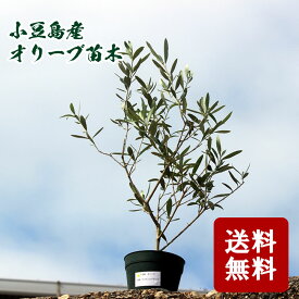 【お買い物マラソン対象！4/17　9:59マデ】【送料無料】小豆島産 オリーブ苗木　　Sサイズ　半年～3年生 (3～4号ポット） 【小豆島産 オリーブ オリーブの木 苗木 ガーデニング】