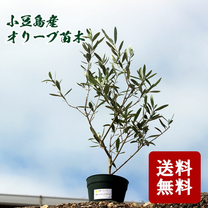 楽天市場 送料無料 小豆島産 オリーブ苗木 Sサイズ 半年 3年生 小豆島産 オリーブ オリーブの木 苗木 ガーデニング 小豆島オリーブ オリーブ