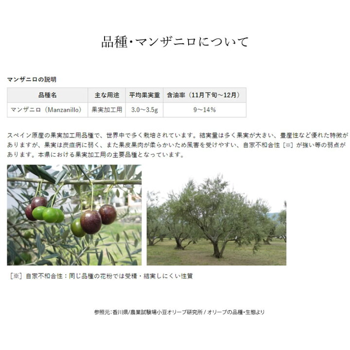 楽天市場 送料無料 小豆島産 オリーブ苗木 品種 マンザニロ Sサイズ 半年 3年生 小豆島産 オリーブ 苗木 ガーデニング 小豆島 オリーブ オリーブ