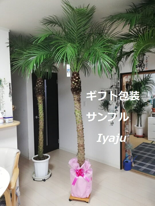 楽天市場】ココスヤシ ヤシの木 10号 耐寒性ヤシ 外構エクステリア 