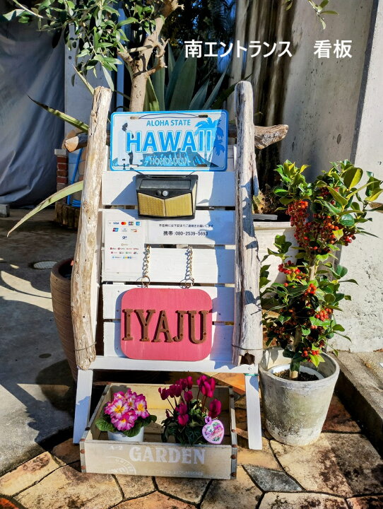 楽天市場】期間限定 ポイント5倍 アガベ アオノリュウゼツラン 10号 
