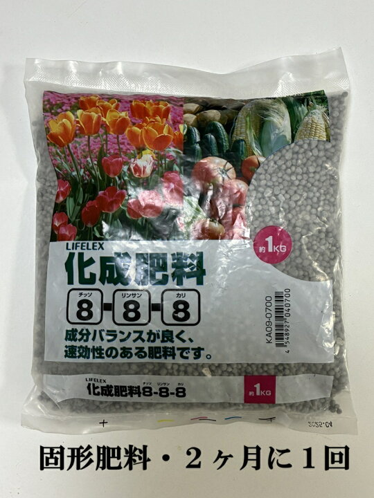 楽天市場】ココスヤシ ヤシの木 10号 耐寒性ヤシ 外構エクステリア 