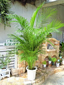 アレカヤシ　10号 　ヤシの木　インテリア　観葉植物　新築祝い　開店祝い　ギフト　リゾートグリーン　お洒落