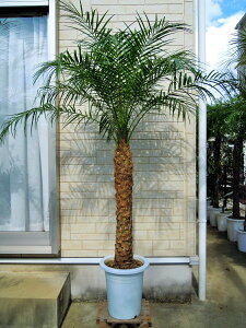 観葉植物 ヤシの木の人気商品 通販 価格比較 価格 Com