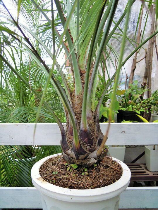 楽天市場】ココスヤシ ヤシの木 10号 耐寒性ヤシ インテリア  