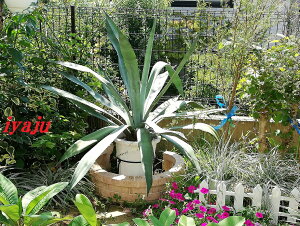 �A�K�x�@�A�I�m�����E�[�c�����@10���i0031�j �ϊ����A���@�@�V�z�j���@�J�X�j���@�ăM�t�g�@�K�[�f�j���O�@�h���C�K�[�f���@�e�L�[���̌���