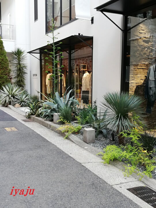 楽天市場】アガベ アオノリュウゼツラン 9号（0902） 耐寒性植物 