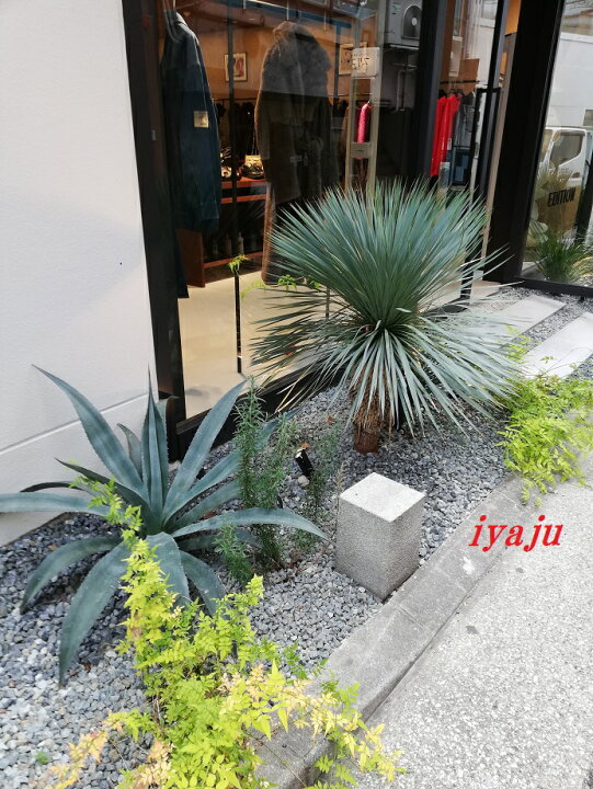 楽天市場】アガベ アオノリュウゼツラン 9号（0902） 耐寒性植物 