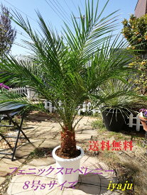 フェニックスロベレニー　八丈島産　ヤシの木　8号s（104:シンノウヤシ）観葉植物　シンボルツリー　新築祝い　開店祝い　　夏ギフト　ガーデニング　ドライガーデン 椰子　オシャレ 　パームツリー　ハワイアン