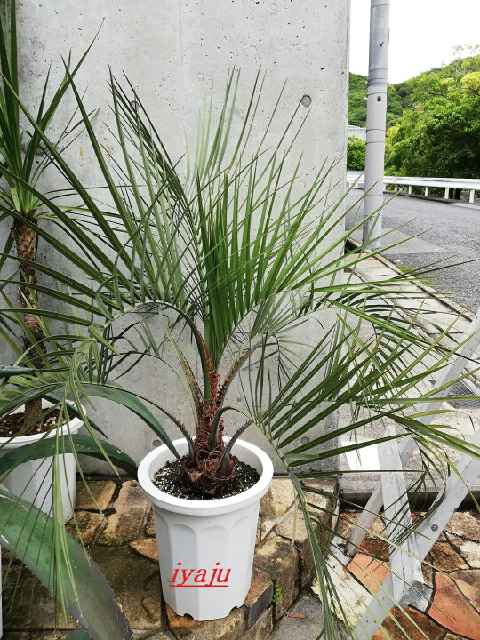 楽天市場】ココスヤシ ヤシの木 10号 耐寒性ヤシ インテリア  