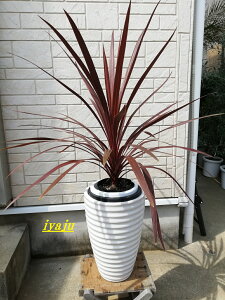 RWl@6(0055)@@ϗtA@Mtg ̓v[g@hCK[f