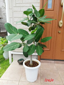 xKS̖؁@8@ȊϗtA@Vzj@JXj@JƏj@V{c[@CeA