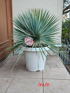 Ԍ@|Cg5{@bJ@Xg[^@12i0011j@ChȊϗtA@hCK[f@ϊϗtA@bNK[f@gsJK[f JtHjAX^C@n