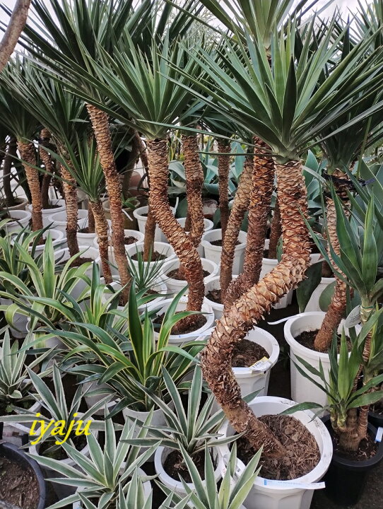 楽天市場】ユッカ アロイフォリオ センジュラン（0125） 観葉植物 新築 