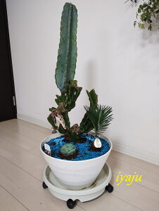 T{e@11@IVȊϗtA@hCK[f@gsJ@񂹐A