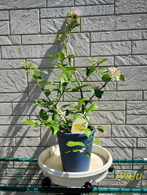 レモン　7号（0055）マイヤーレモン　花のつぼみ付き　ギフト　母の日プレゼント　観葉植物