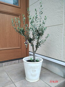 I[u ̔A 6i0929) V{c[@IVȊϗtA@Vzj@JXj@JƏj@Mtg