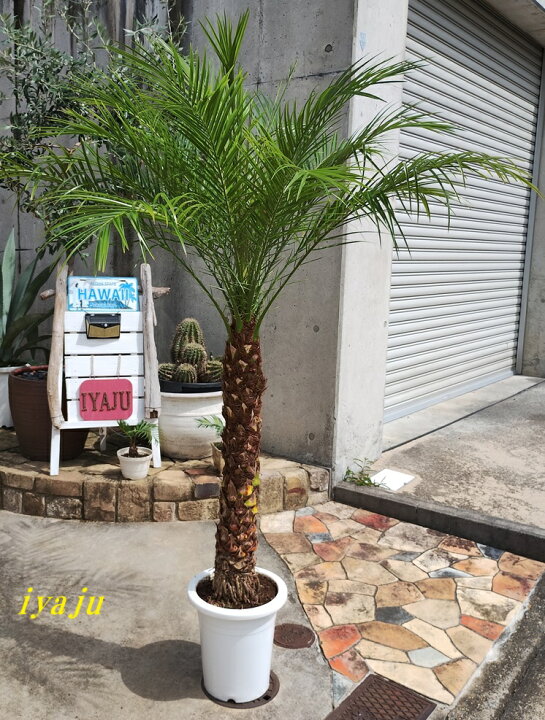 楽天市場】フェニックスロベレニー 八丈島産ヤシの木 9号Mサイズ 