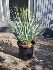 ユッカ　ロストラータ　9号（1109）　ワイルドな観葉植物　ドライガーデン　耐寒性植物