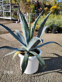 アガベ　アメリカーナ　10号（1119） 耐寒性植物　インテリア　オシャレな観葉植物　新築祝い　開店祝い　ギフト　ドライガーデン　カリフォルニアスタイル　トロピカルガーデン　ハワイアン