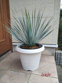 ユッカ　ロストラータ　12号（1005）　ワイルドな観葉植物　ドライガーデン　耐寒性観葉植物　ロックガーデン　トロピカルガーデン カリフォルニアスタイル　ハワイアン ギフト　新築祝い　開店祝い