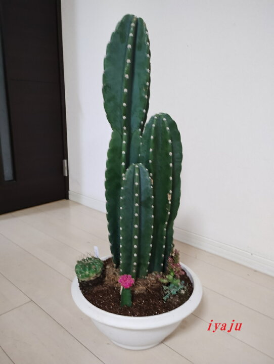 楽天市場】柱サボテン 8号 寄せ植え オシャレな観葉植物 ドライ 