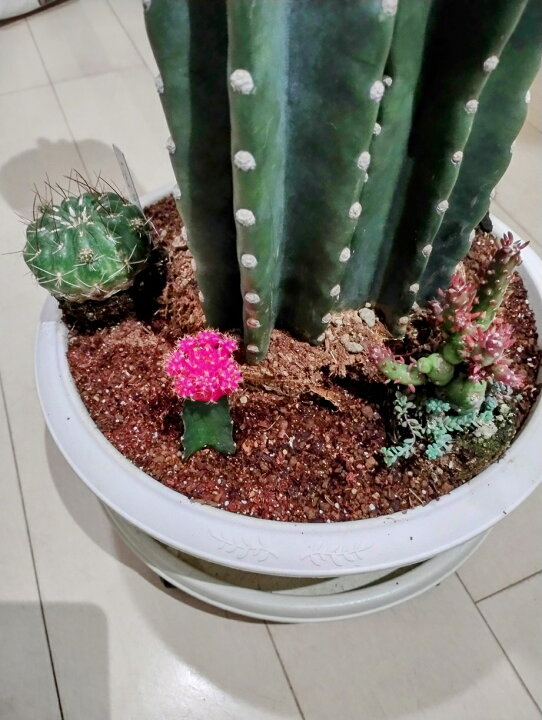 楽天市場】柱サボテン 8号 寄せ植え オシャレな観葉植物 ドライ 