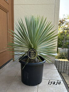 bJ@Xg[^@10i0629j@ChȊϗtA@hCK[f@ϊϗtA@bNK[f@gsJK[f JtHjAX^C@nCA ăMtg