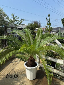 \ec@10 @ꌧY@ϊL@IVȊϗtA@Vzj@JXj@JƏj@ăMtg@V{c[@hCK[f@bNK[f@nCA