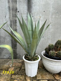 アガベ　アオノリュウゼツラン　10号（0824） 耐寒性植物　インテリア　オシャレな観葉植物　新築祝い　開店祝い　夏ギフト　ドライガーデン　カリフォルニアスタイル　トロピカルガーデン　ハワイアン