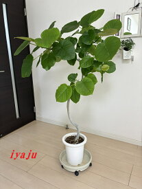 ウンベラータ　8号（0927）　曲がりタイプ　観葉植物　オシャレなインテリア　新築祝い　開店祝い　ギフト