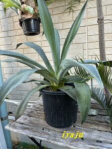 AKx@AImE[c@9i0902j ϊA@CeA@IVȊϗtA@Vzj@JXj@Mtg@hCK[f@eL[̌