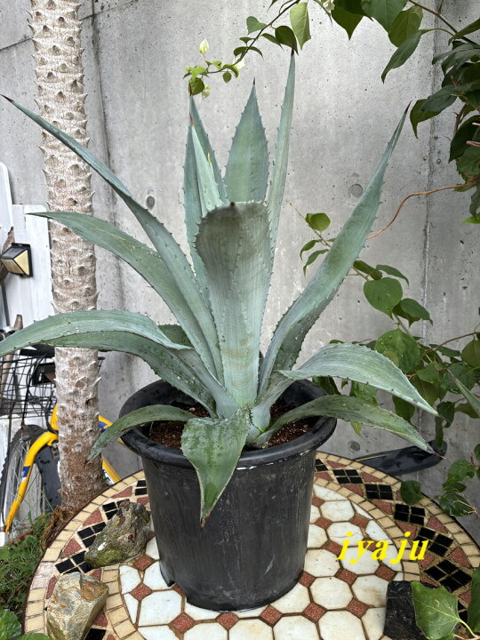 楽天市場】アガベ アオノリュウゼツラン 9号（0902） 耐寒性植物 