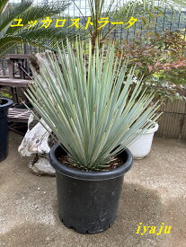ユッカ　ロストラータ　9号（0920）　ワイルドな観葉植物　ドライガーデン　耐寒性観葉植物　ロックガーデン　トロピカルガーデン カリフォルニアスタイル　ハワイアン　ギフト　新築祝い　開店祝い　開業祝い