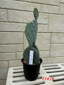 ウチワサボテン 　オプンティア　大丸盆　ガーデニング　オシャレな観葉植物　ドライガーデン　トロピカル　カリフォルニア　ハワイアン
