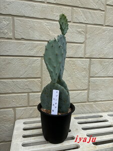 E`T{e @IveBA@ۖ~@K[fjO@IVȊϗtA@hCK[f@gsJ@JtHjA@nCA