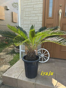 \ec@10 @ϊL@IVȊϗtA@Vzj@JXj@JƏj@Mtg@V{c[@hCK[f@bNK[f