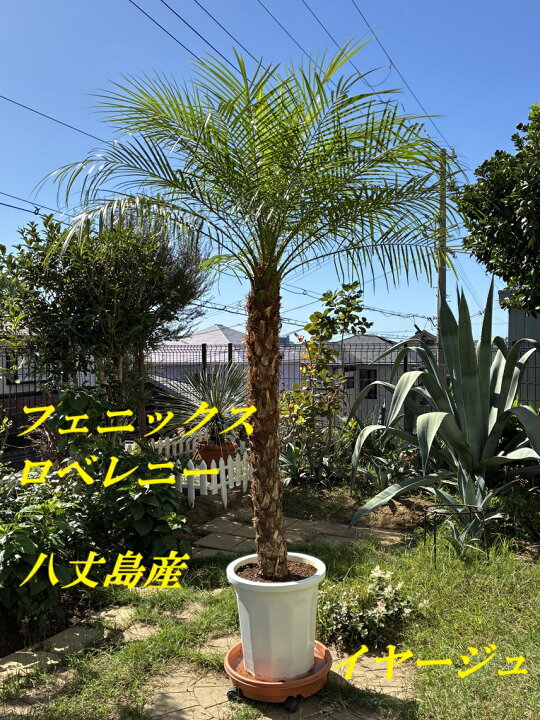 楽天市場】フェニックスロベレニー 八丈島産 ヤシの木（シンノウヤシ 