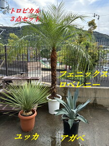 gsJ3_Zbgi1011j@bJ@Xg[^@9AtFjbNXxj[@9@AKx@9@@hCK[f@ϊϗtA@bNK[f@ JtHjAX^C@