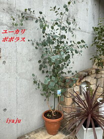 耐寒2点セット　丸葉ユーカリポポラス　＆　コルジリネ　　オシャレな観葉植物　新築祝い　開店祝い　シンボルツリー　耐寒性有り　ギフト　ガーデニング