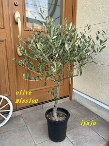 �I���[�u ���A�� 8���i1103:�~�b�V�����j���^ �@�n���u�����h�@�V���{���c���[�@�I�V�����Ȋϗt�A���@�V�z�j���@�J�X�j���@�J�Əj���@�M�t�g�@�ϊ����L��