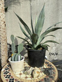 アガベ　アオノリュウゼツラン　＆　オプンティア　2点セット（1107） 耐寒性植物　インテリア　オシャレな観葉植物　新築祝い　開店祝い　ギフト　ドライガーデン　テキーラの原料