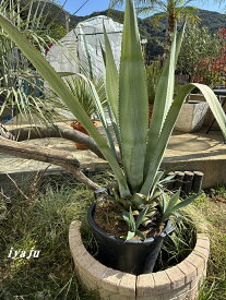 アガベ　アオノリュウゼツラン　子株付き　13号（1108） 耐寒性植物　インテリア　オシャレな観葉植物　新築祝い　開店祝い　夏ギフト　ドライガーデン　カリフォルニアスタイル　トロピカルガーデン　ハワイアン