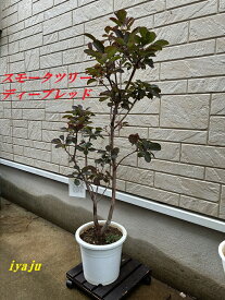 スモークツリー　ディープレッド　6号　お洒落な観葉植物　トロピカルガーデン ギフト　母の日プレゼント