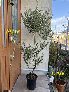 I[u A 9i1205j^@nuh@V{c[@IVȊϗtA@Vzj@JXj@JƏj@Mtg@ϊL